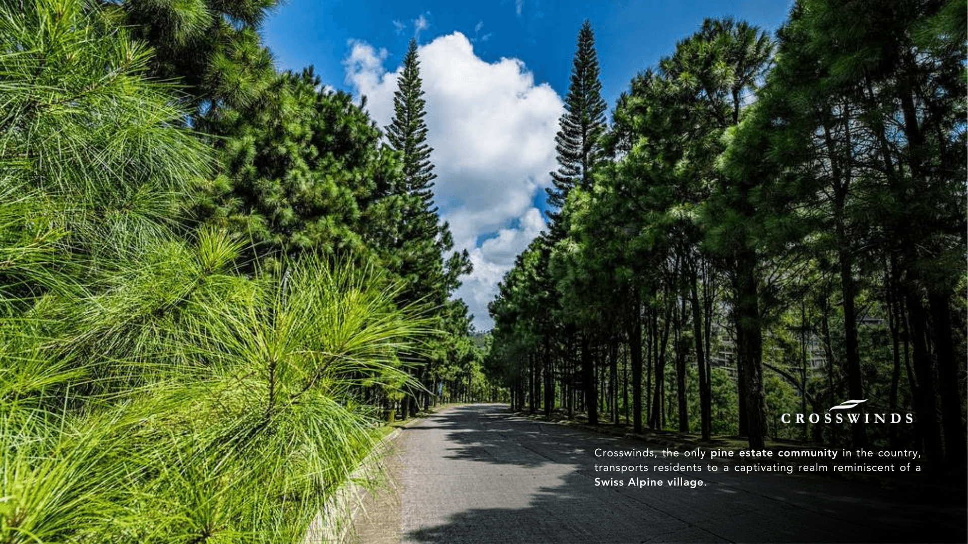 02 Crosswinds Pine Tree Lined Road Estate